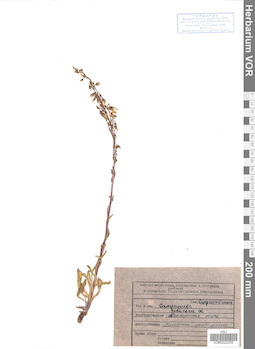 VOR 0022255