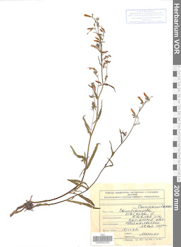 VOR 0022252