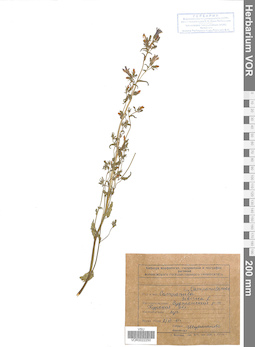 VOR 0022250
