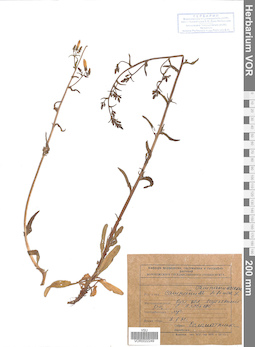VOR 0022249