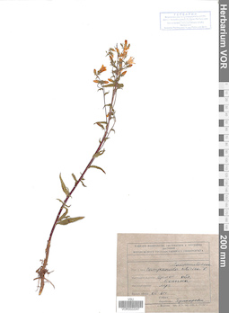 VOR 0022247