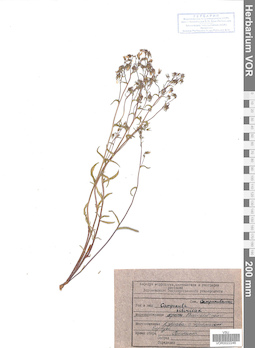 VOR 0022246