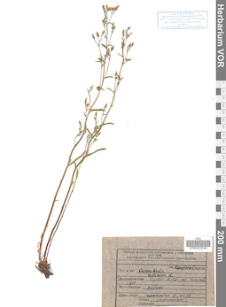 VOR 0022244