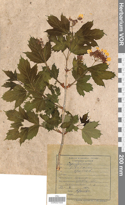 VOR 0021609