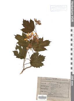 VOR 0021604