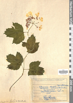 VOR 0021603
