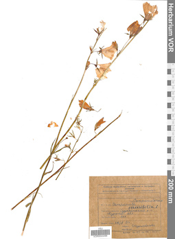 VOR 0022296