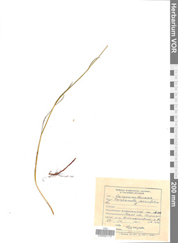 VOR 0021715