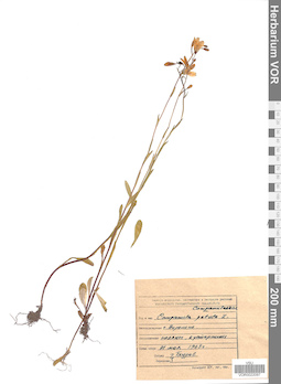 VOR 0022097