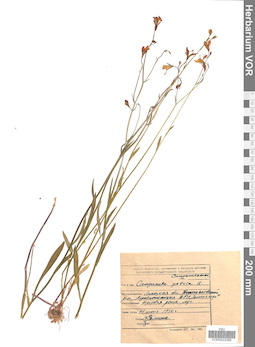 VOR 0022096