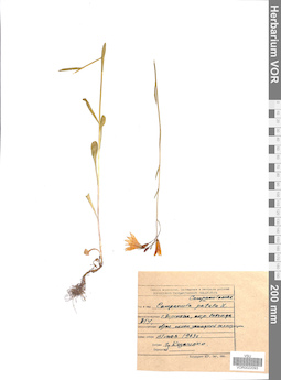 VOR 0022093