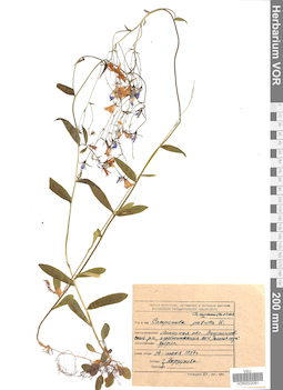 VOR 0022091