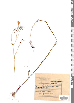VOR 0022089