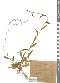 VOR 0022085