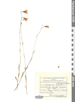 VOR 0022082