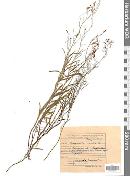 VOR 0022081