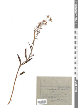 VOR 0022080