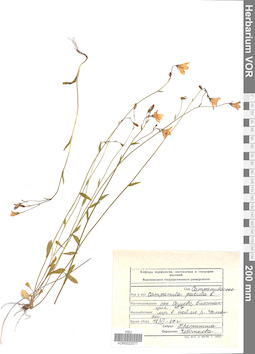 VOR 0022077