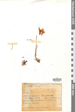 VOR 0022240