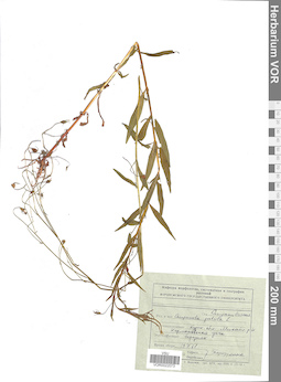 VOR 0022073