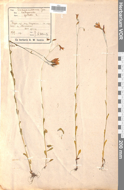 VOR 0022067