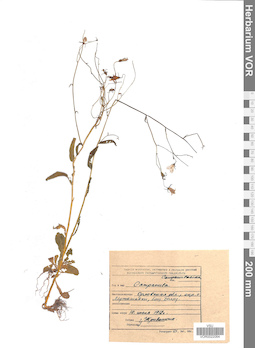 VOR 0022064