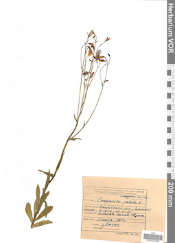 VOR 0022060