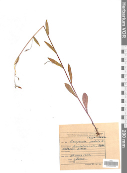 VOR 0022059