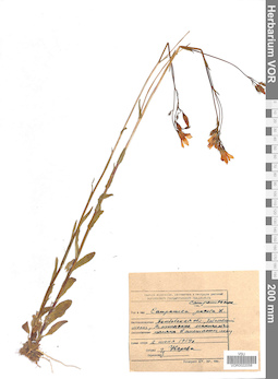 VOR 0022058