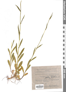 VOR 0022057