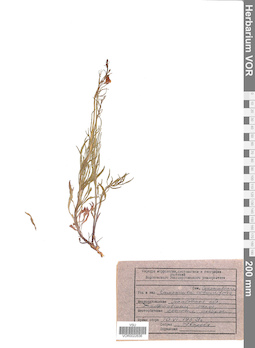 VOR 0022636