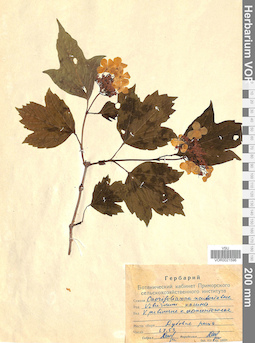 VOR 0021596