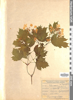 VOR 0021595