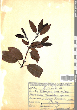VOR 0021594