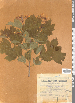 VOR 0021593