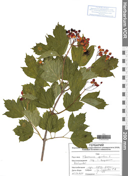 VOR 0040380
