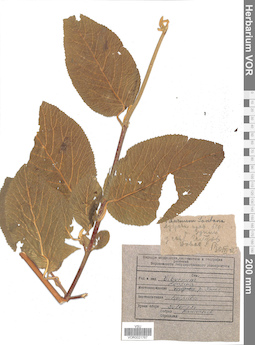 VOR 0021767
