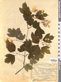 VOR 0021624