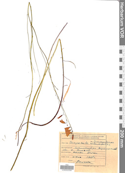 VOR 0022356