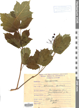 VOR 0021615