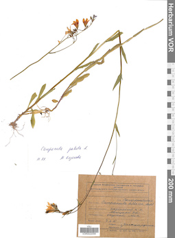 VOR 0022056