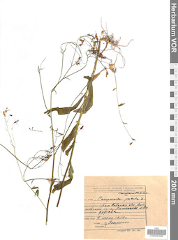 VOR 0022055