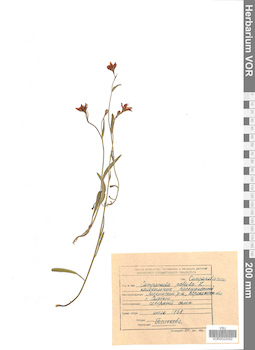 VOR 0022052
