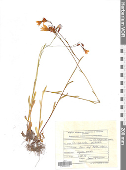 VOR 0022049