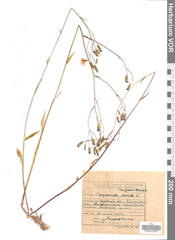 VOR 0022043