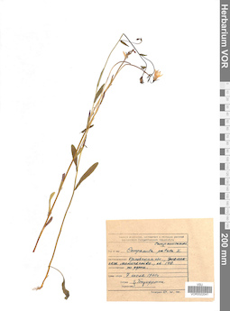 VOR 0022041