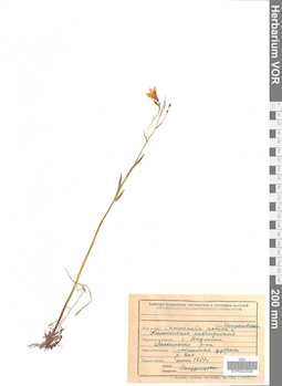 VOR 0022039