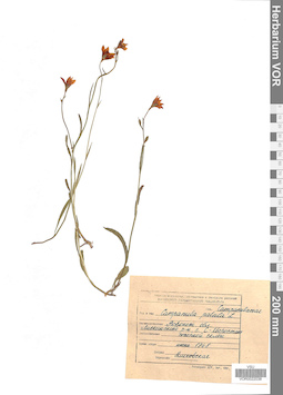VOR 0022038