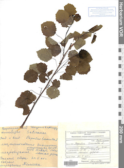 VOR 0025297