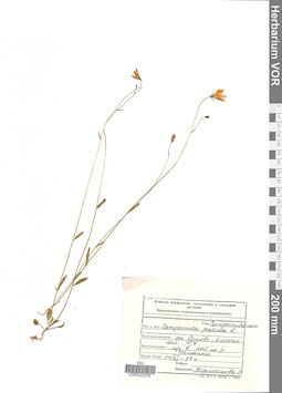 VOR 0022036
